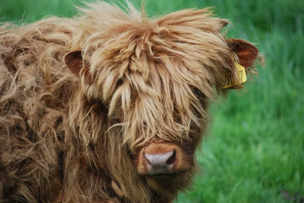 Highland calf — Stock Photo, Image