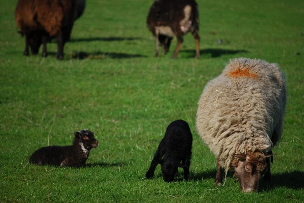Kontrastowe owiec — Zdjęcie stockowe