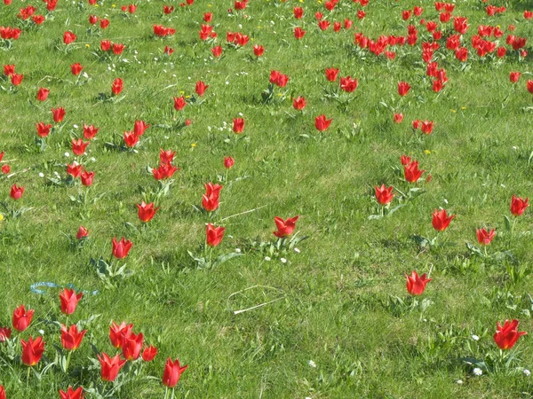 Field with tulips — Stock Photo, Image