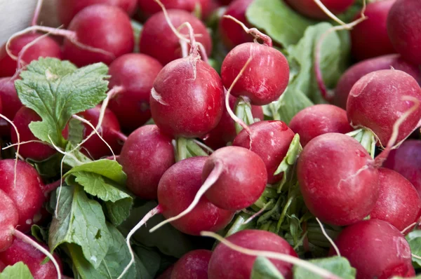 stock image Radish