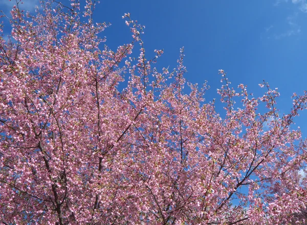 stock image Trees in bloom