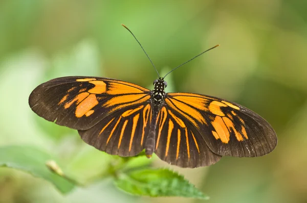 stock image Butterfly