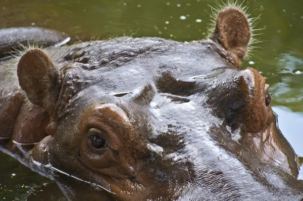 Nijlpaard — Stockfoto
