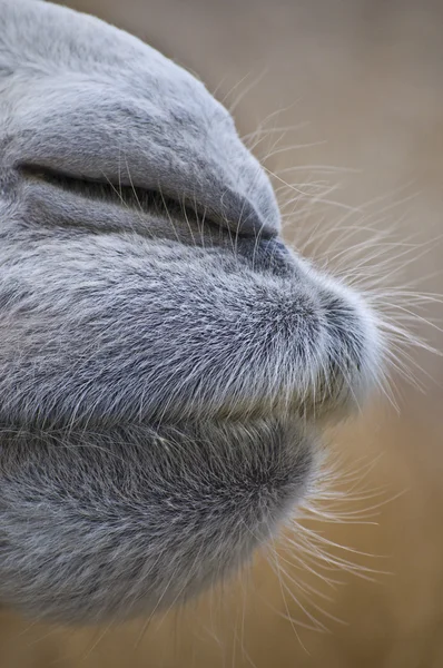 stock image Hairy