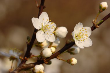 Cherry in bloom clipart