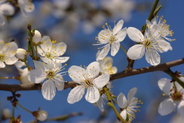 Cherry in bloom clipart