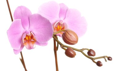 Closeup of Phalaenopsis orchid clipart