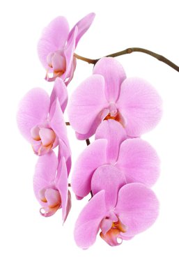 Flowers of a pink Phalaenopsis orchid clipart