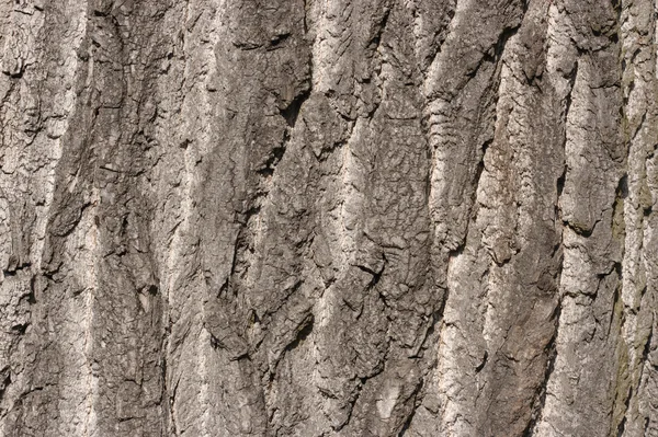 老栎树的树皮 — 图库照片