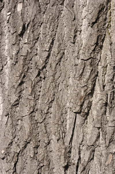 오래 된 오크 나무의 나무 껍질 — 스톡 사진