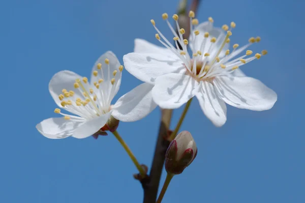 Fleur de cerisier de printemps précoce — Photo