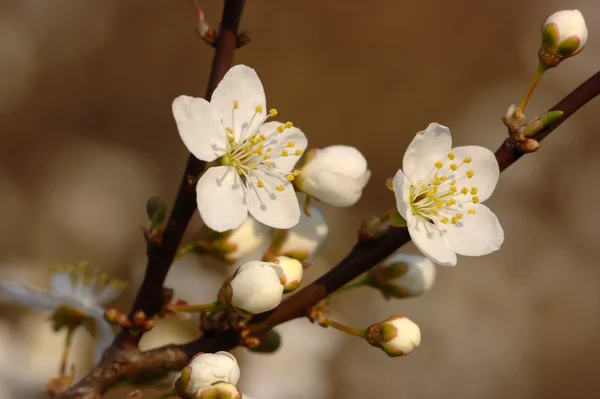 stock image Cherry in bloom