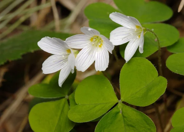 stock image Woodsorrel with flowers