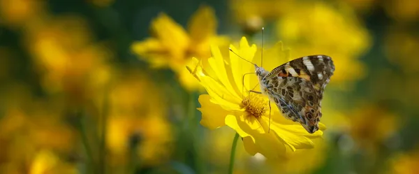 彩纹女士蝴蝶在菊花上 — 图库照片
