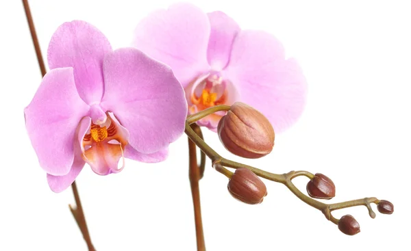 stock image Closeup of Phalaenopsis orchid