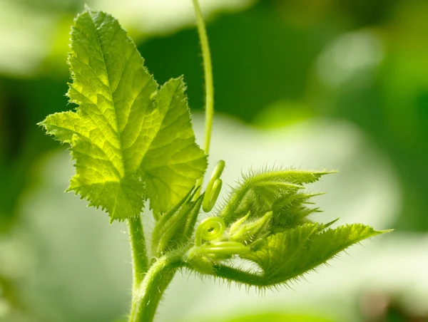 stock image Fresh green sprout