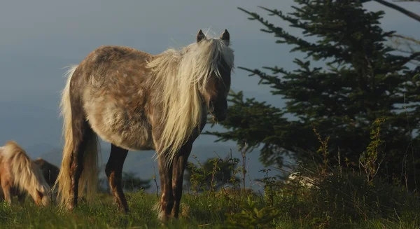 vahşi pony