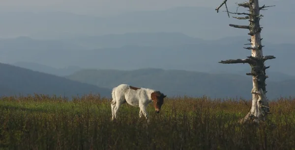 vahşi bebek pony appalachian iz