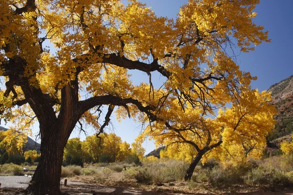 New Mexico'daki ağaç düşmek — Stok fotoğraf