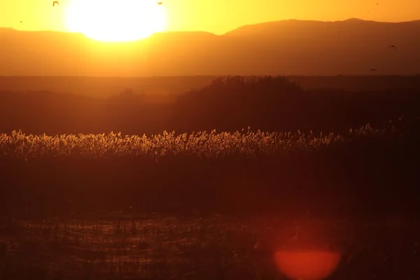 Sunrise Bosque del Apache