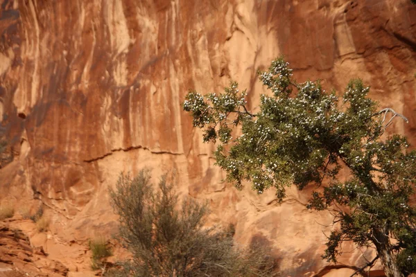 Árvore de zimbro em Moab — Fotografia de Stock