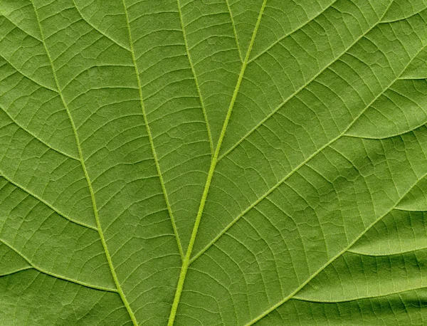 Frisches grünes Blatt, Detail — Stockfoto