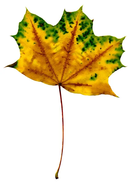 Φύλλα φθινοπώρου απομονωμένα σε λευκό φόντο — Φωτογραφία Αρχείου