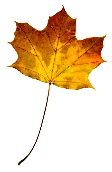 Folha de outono isolado no fundo branco — Fotografia de Stock