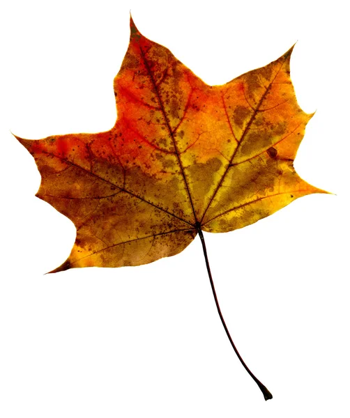 被白色背景隔离的秋天叶子 图库图片