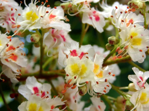 stock image Chestnut blossom