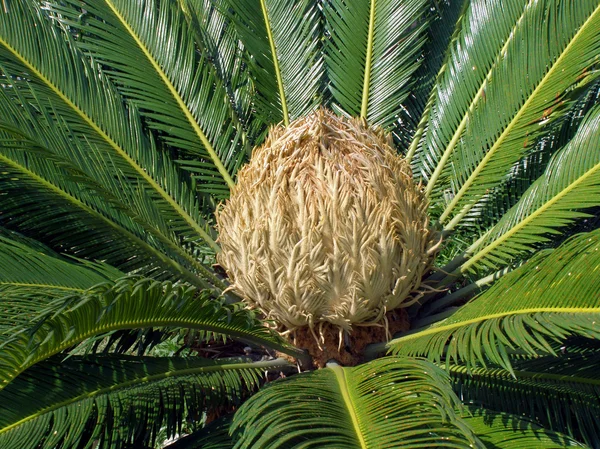 stock image Palm tree, detail