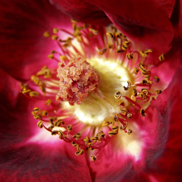 Крупним планом червона троянда Ліцензійні Стокові Фото