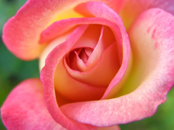 Rosa rosa, dettaglio Foto Stock