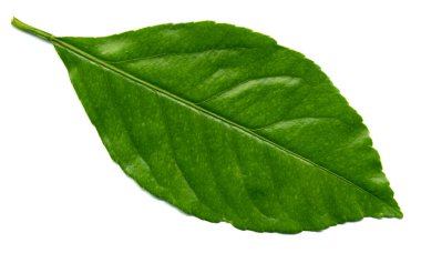 Lemon leaf clipart