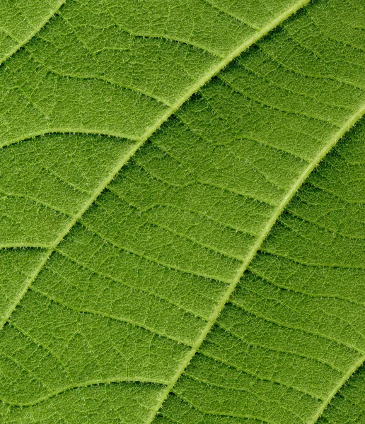 Färsk kiwi blad, detalj — Stockfoto