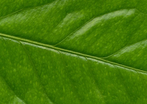 Fresh leaf, detail — Stock Photo, Image