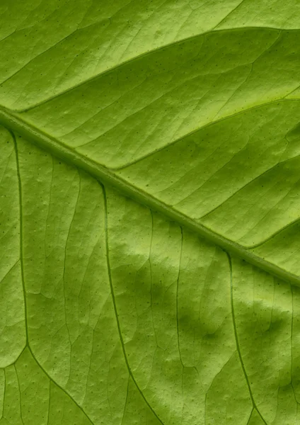 Estelalimon yaprağı, ayrıntı — Stok fotoğraf