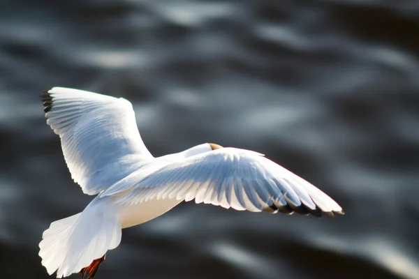 stock image Seagull