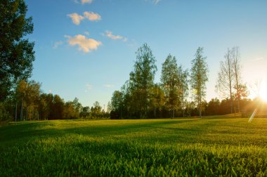 Meadow in the forest at sunset clipart