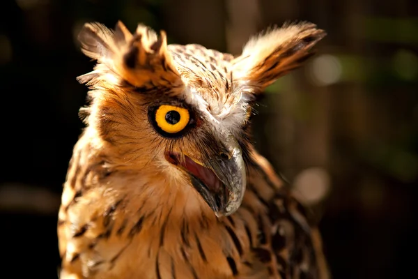 stock image Owl from with opened beak and yellow eye