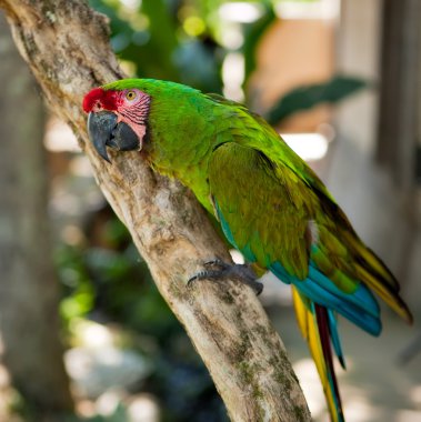 Military Macaw, Ara militaris clipart