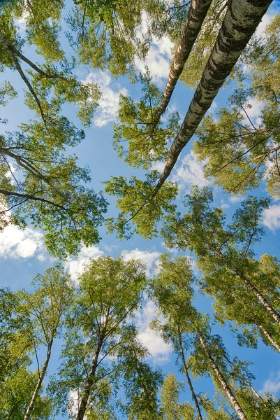 Mirando a los árboles desde el suelo —  Fotos de Stock