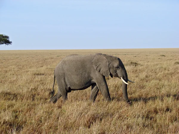 stock image Elephant walking through the grasslands