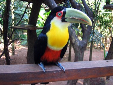 Toucan clipart