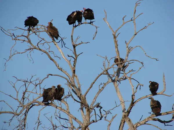 stock image Flock of vultures roosting on a tree