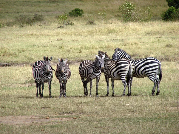 Kenia zebry — Zdjęcie stockowe