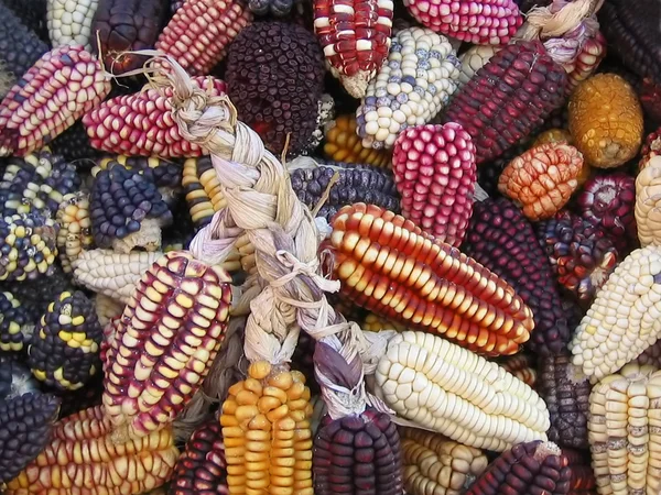 Перуанська кукурудза на ринковій каюті. Ліцензійні Стокові Фото