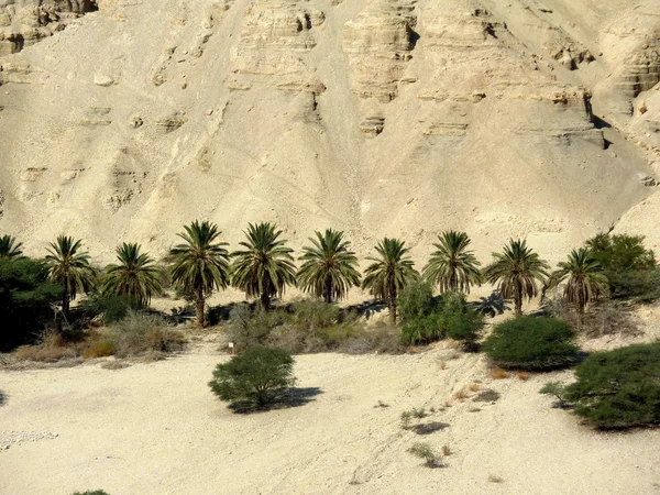 Negev Desert-2 — Stock Photo, Image