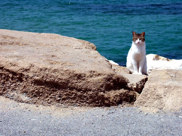 Katt vid havet — Stockfoto