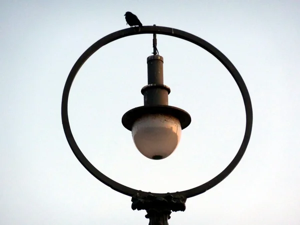 Pardal na lanterna — Fotografia de Stock